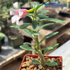 Pachypodium bispinosum Blooms