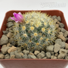 Mammillaria subducta for sale at East Austin Succulents