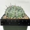 Euphorbia horrida 'Nova' for sale at East Austin Succulents