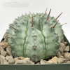Euphorbia horrida 'Nova' for sale at East Austin Succulents
