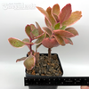 Kalanchoe blossfeldiana variegata tricolor