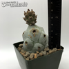 Tephrocactus calvus for sale at East Austin Succulents