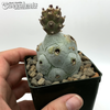 Tephrocactus calvus for sale at East Austin Succulents
