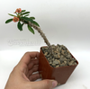 Euphorbia cylindrifolia v. tuberifera for sale at East Austin Succulents