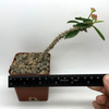 Euphorbia cylindrifolia v. tuberifera for sale at East Austin Succulents