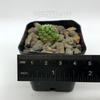 Mammillaria gracilis fragilis monstrose inermis for sale at East Austin Succulents