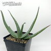 Aloe marlothii for sale at East Austin Succulents