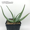 Aloe marlothii for sale at East Austin Succulents