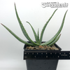 Aloe marlothii for sale at East Austin Succulents