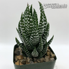 Haworthiopsis "super-fasciata"