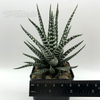 Haworthiopsis 'Big Band'