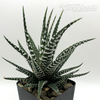 Haworthiopsis 'Big Band'