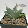 Agave titanota 'White Ice'