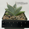 Agave titanota 'White Ice'