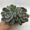 Echeveria 'Summer' for sale at East Austin Succulents