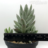 Cotyledon orbiculata 'Happy Day' for sale at East Austin Succulents