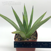 Agave 'Blue Emperor'