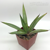 Agave 'Blue Emperor'
