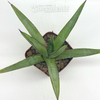 Agave 'Blue Emperor'