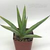 Agave 'Blue Emperor'