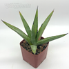 Agave 'Blue Emperor'