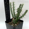 Euphorbia cuprispina for sale at East Austin Succulents