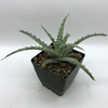 Hechtia sp. 'Rio Zapotitian' for sale at East Austin Succulents