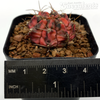 Gymnocalycium 'Red Hybrid'  for sale at East Austin Succulents