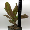 Euphorbia milii 'Giant Form' (orange) for sale at East Austin Succulents