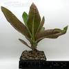 Euphorbia milii 'Giant Form' (orange) for sale at East Austin Succulents