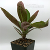 Euphorbia milii 'Giant Form' (orange) for sale at East Austin Succulents