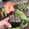 Euphorbia milii 'Giant Form' (orange) for sale at East Austin Succulents