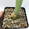 Haemanthus pauculifolius for sale at East Austin Succulents