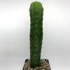 Trichocereus pachanoi x 'Juul's Giant' for sale at East Austin Succulents