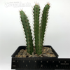 Echinocereus pentalophus for sale at East Austin Succulents