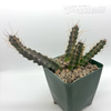 Echinocereus pentalophus for sale at East Austin Succulents