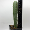 Pilosocereus pentaedrophorus HU121 for sale at East Austin Succulents