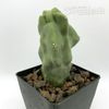 Lophocereus schottii monstrose "Totem Pole Cactus" for sale at East Austin Succulents