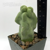 Lophocereus schottii monstrose "Totem Pole Cactus" for sale at East Austin Succulents