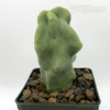 Lophocereus schottii monstrose "Totem Pole Cactus" for sale at East Austin Succulents