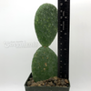 Opuntia inamoenia for sale at East Austin Succulents