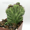 Cereus monstrose 'Coral Wave' for sale at East Austin Succulents