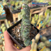 Cereus monstrose 'Coral Wave' for sale at East Austin Succulents