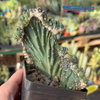 Cereus monstrose 'Coral Wave' for sale at East Austin Succulents