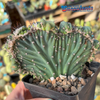 Cereus monstrose 'Coral Wave' for sale at East Austin Succulents