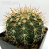 Melocactus broadwayii for sale at East Austin Succulents