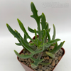 Kalanchoe laciniata 'Christmas Tree'
