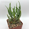 Kalanchoe laciniata 'Christmas Tree'