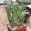 Kalanchoe laciniata 'Christmas Tree'