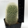 Mammillaria spinosissima f. tepoztlanensis for sale at East Austin Succulents